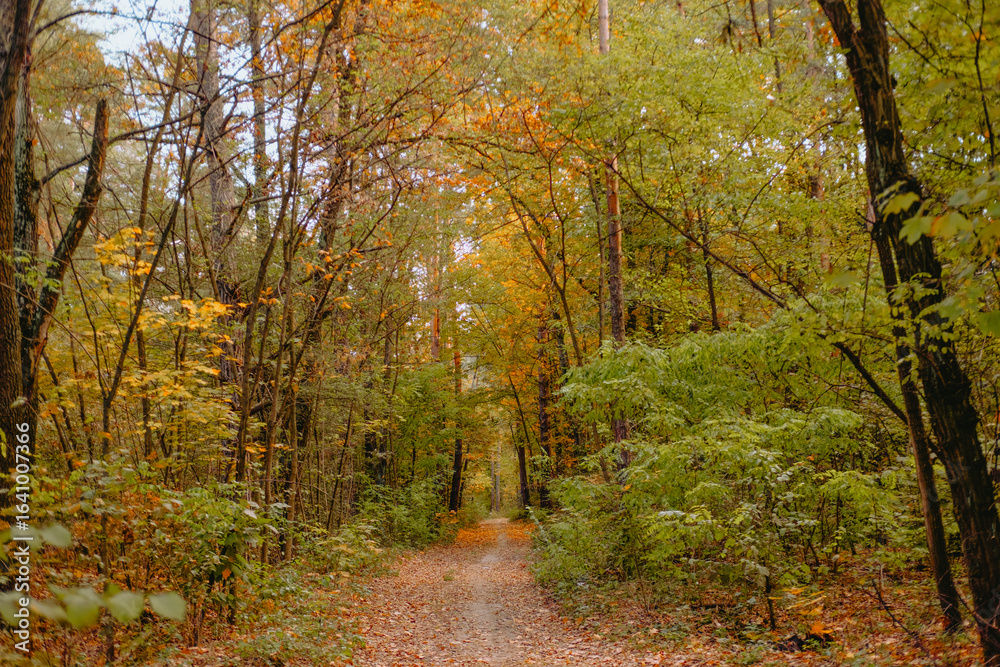 Obraz premium Serene forest path in autumn showcasing vibrant foliage and peace