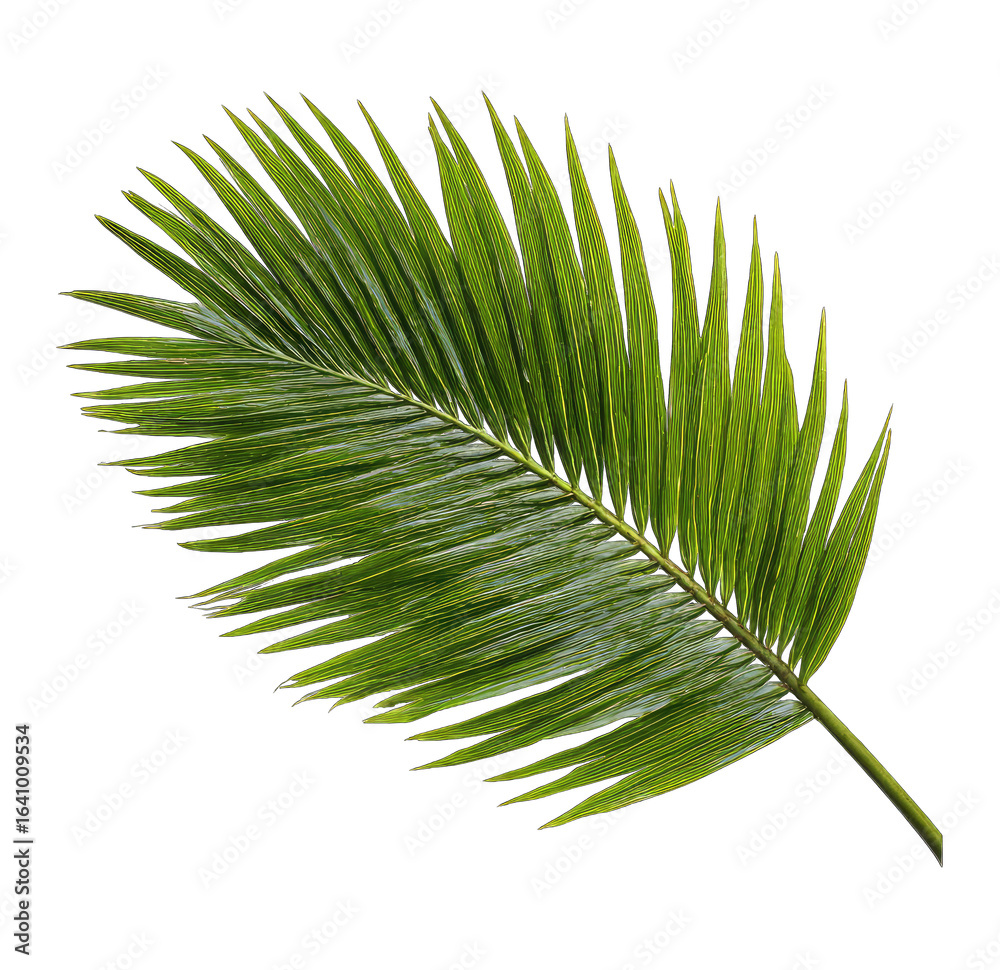 Obraz premium Close-up of a vibrant green palm frond (1)