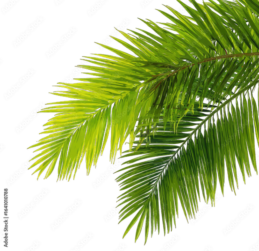 Obraz premium Close-up of vibrant green palm fronds (1)
