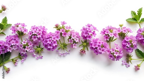 Delicate clusters of purple verbena flowers and vibrant green leaves on white