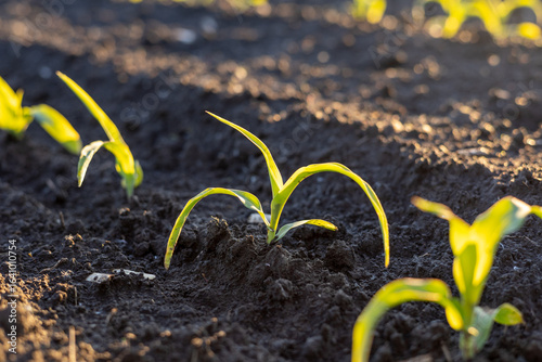 Tableau sur toile Newly sprouted corn plants stand tall in freshly tilled earth, illuminated by th