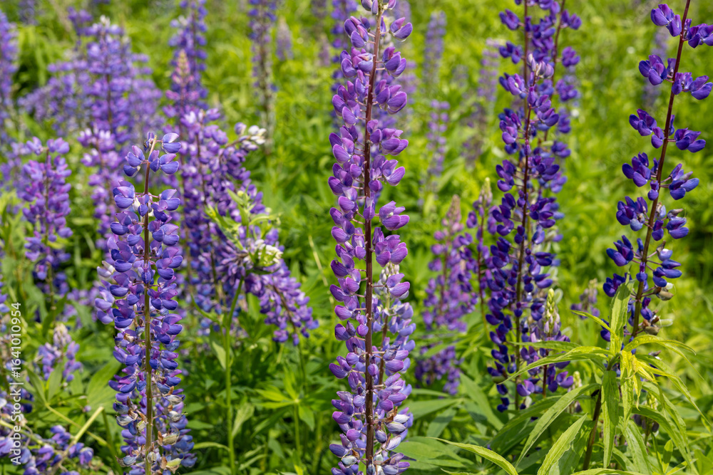 Obraz premium Purple lupins create a striking display in a blooming field under bright sunshine, showcasing nature's beauty in spring