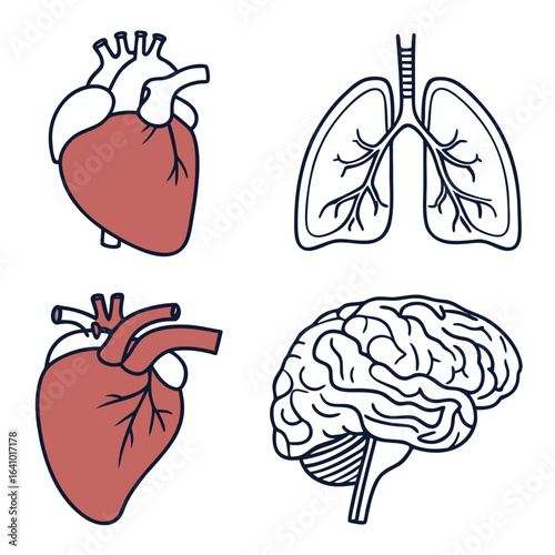 Anatomical Illustration: A detailed illustration showcases the essential organs including heart, lungs and brain, highlighting the intricate anatomy of the human body.