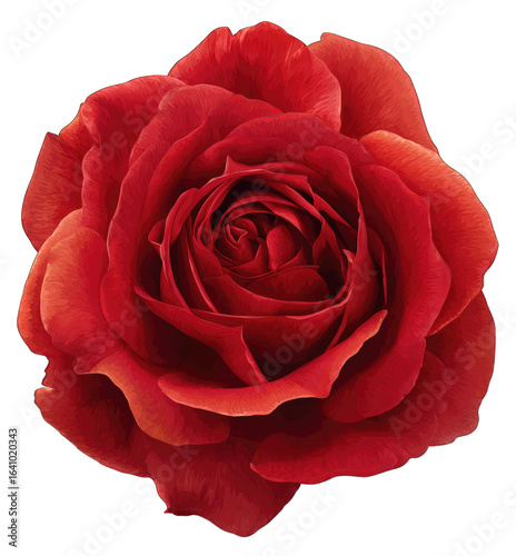 Close-up of a vibrant crimson rose