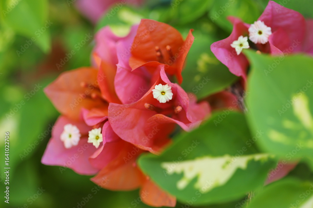 Obraz premium Cluster of brilliant Bougainvillea blossoms