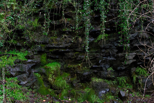 Mur de roche et de mousse