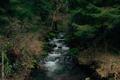 Ruisseau sous les arbres