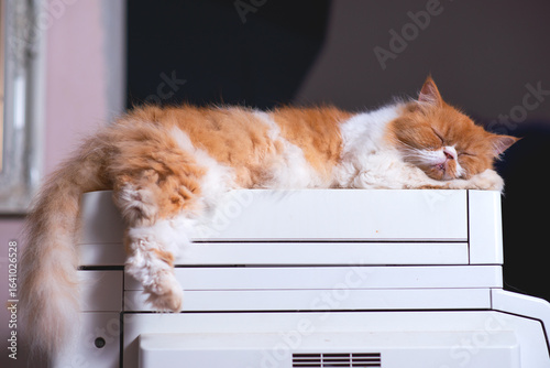 cat on the window The orange Persian cat is sleeping in a cute position.