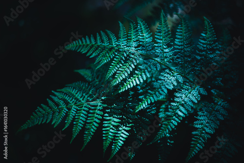 wood Leafes fawn