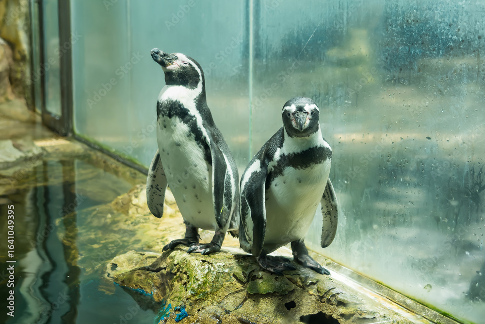 Naklejka premium Two Humboldt penguins standing in front of an aquarium glass enclosure, with one looking forward and the other bowing its head
