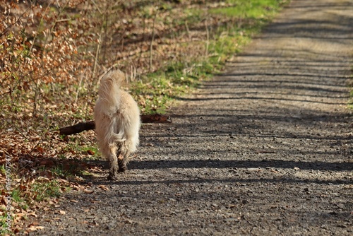 Goldendoodle trägt großen Ast