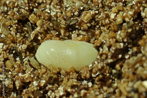 Wachsei der Rauen Grasnatter (Opheodrys aestivus)