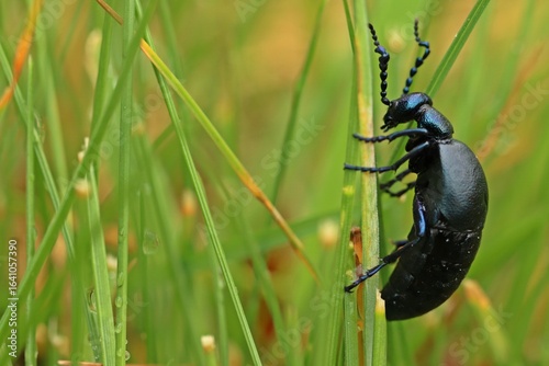 Männlicher Schwarzblauer Ölkäfer (Meloe proscarabaeus) im Gras