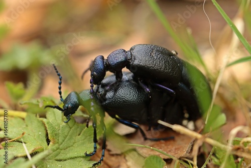 Paarung des Schwarzblauen Ölkäfers (Meloe proscarabaeus) im Gras