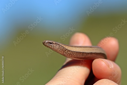Blindschleiche (Anguis fragilis) in der Hand