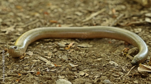 Blindschleiche (Anguis fragilis)