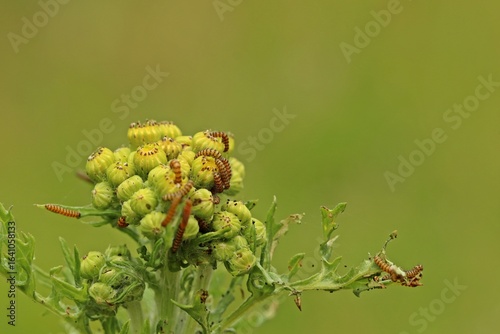 Sehr junge Raupen des Jakobskrautbären (Tyria jacobaeae) an Jakobskreuzkraut (Senecio jacobaea)
