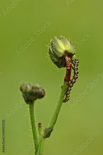 Winzige Raupe des Lattich-Mönchs (Cucullia lactucae) frisst an Blüte der Acker-Gänsedistel (Sonchus arvensis)