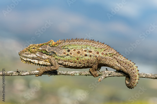 Foto A stunning Robertson Dwarf Chameleon (Bradypodion gutturale), also known as a Li