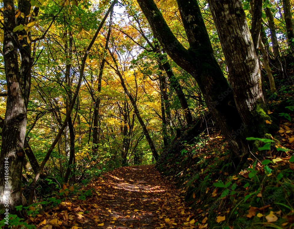 Obraz premium Autumn forest path (3)