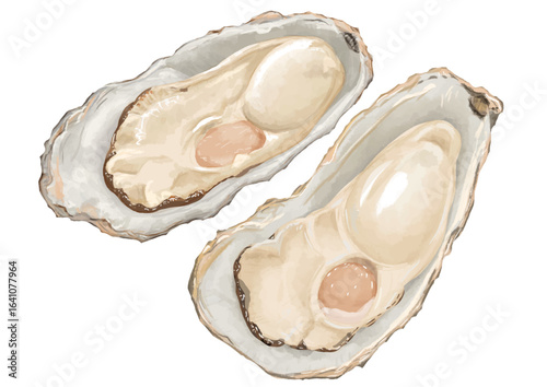 冬の味覚！リアルな牡蠣のイラスト2個