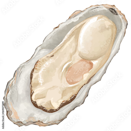 冬の味覚！リアルな牡蠣のイラスト1個B