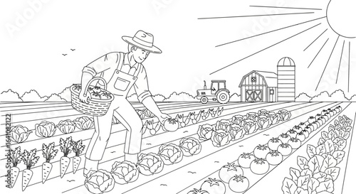 Farmer harvesting fresh tomatoes in a sunny field with a tractor and barn
