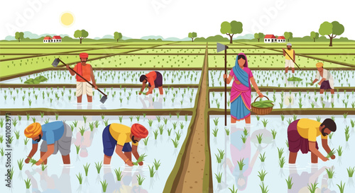 Farmers Cultivating Rice in Lush Green Paddy Fields Under Sunny Sky