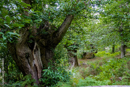Bild auf Leinwand Dense forest of very old chestnut trees in Galicia