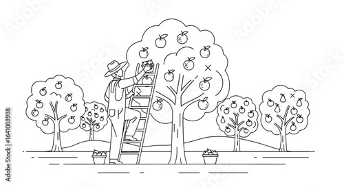 Line art illustration of a farmer on a ladder picking apples from a tree in an orchard.
