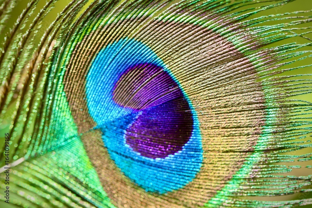 Naklejka premium Close-Up of a Vibrant Peacock Feather Displaying Iridescent Colors and Natural Details