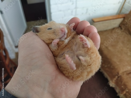 Syrian hamster in hand of the owner