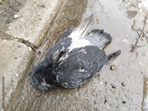 Dead dove on a ground in a puddle