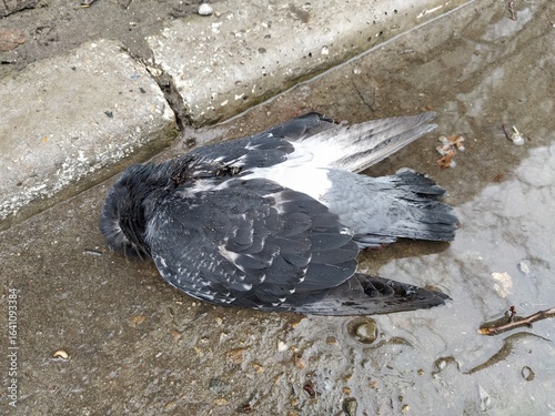 Dead dove on a ground in a puddle