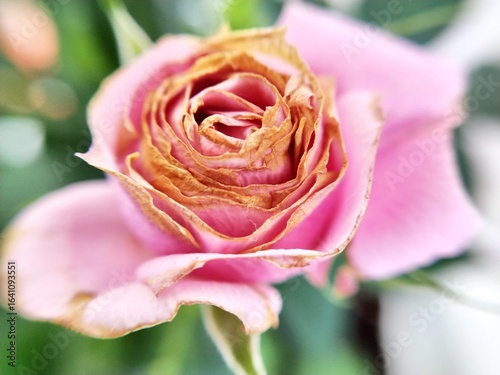 Rose of pink color close-up