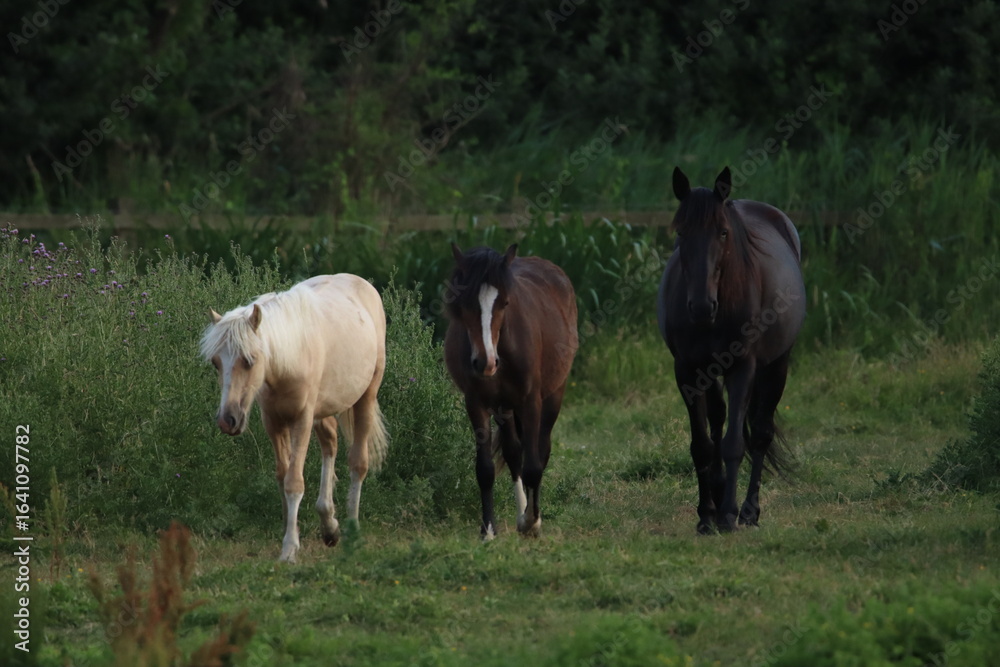 Three Horses Grazing in a Lush Green Pasture During Evening Light Three Horses Grazing in a Lush Green Pasture During Evening Light