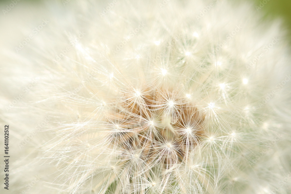 Fototapeta premium Close-Up of Dandelion Seed Head with Gentle Natural Lighting
