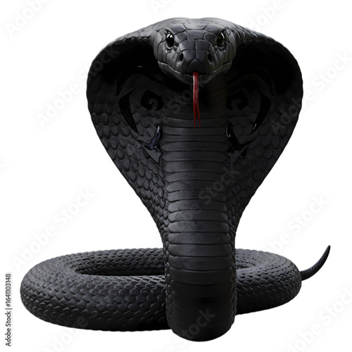 Black Cobra: Majestic Reptile in Striking Pose