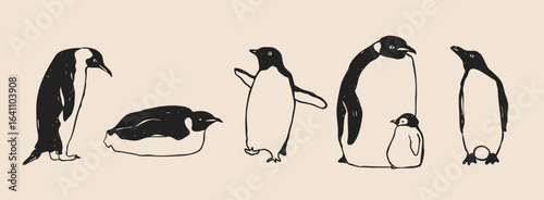 Set of king imperial Penguins in different poses. Adult birds and chick. Standing, lying down, walking penguins. Cute adorable birds. Hand drawn modern Vector illustration. Isolated design elements