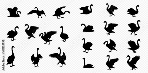 A diverse collection of black swan silhouettes, illustrating various poses such as swimming, walking, and spreading wings, isolated on a transparent background.