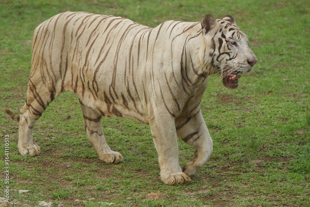 Obraz premium side view of a white tiger walking in the grass