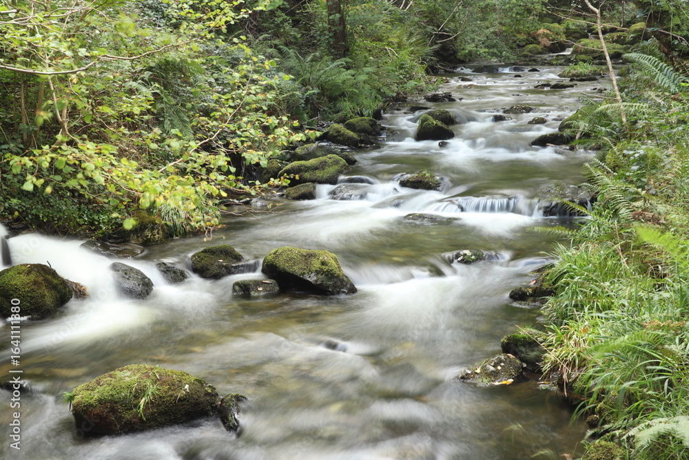 Obraz premium stream in the forest