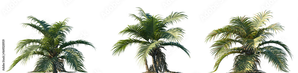 Fototapeta premium Set of Ravenea hildebrandtii (also known as the Inazi Palm) frontal isolated png on a transparent background perfectly cutout