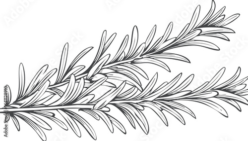 fresh rosemary isolated on transparent png vector.herb, leaf, rosemary, color image, photography, studio shot, no people, spice, white background, food, green color, ingredient, square - composition,