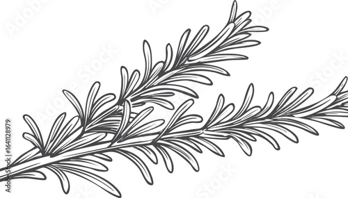 fresh rosemary isolated on transparent png vector.herb, leaf, rosemary, color image, photography, studio shot, no people, spice, white background, food, green color, ingredient, square - composition,