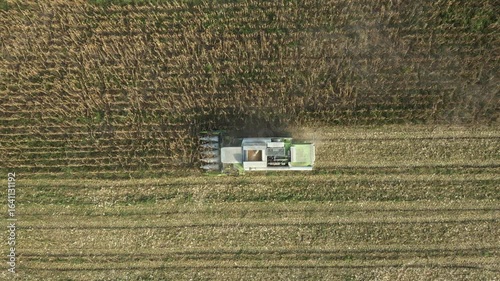 Above top view, dolly move downwards over agricultural harvester as cutting and harvesting mature undeveloped corn on farm fields, cornfield with low yield stunted plants is consequence of a drought.