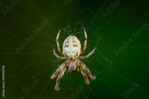 Larinioides cornutus, the furrow spider, furrow orb spider, or foliate spider on a web, close up. Blurred natural green background