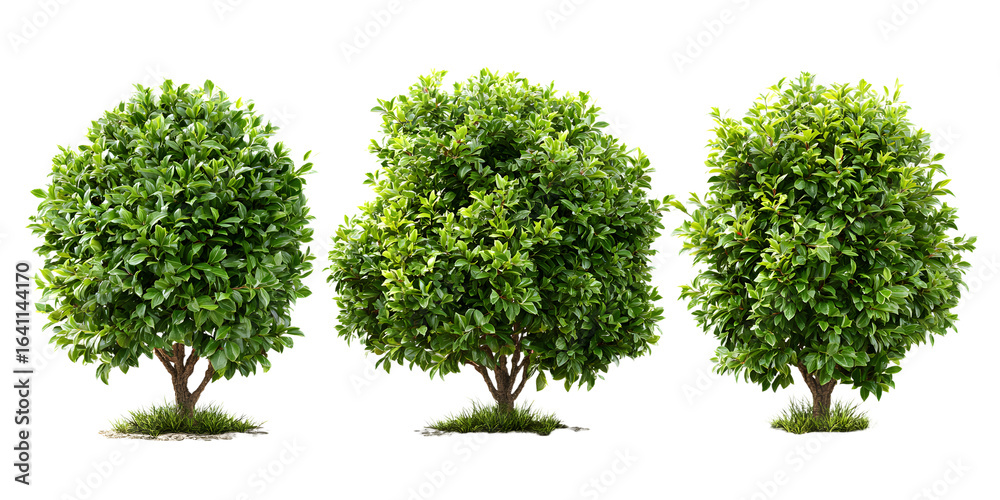 Fototapeta premium Three lush green bushes isolated on white background, ideal for landscaping, gardening, and nature-themed projects.