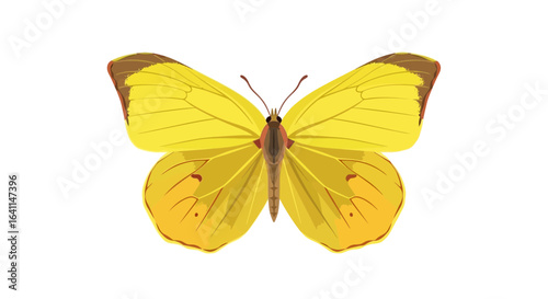 Detailed artistic illustration of a radiant yellow brimstone butterfly specimen