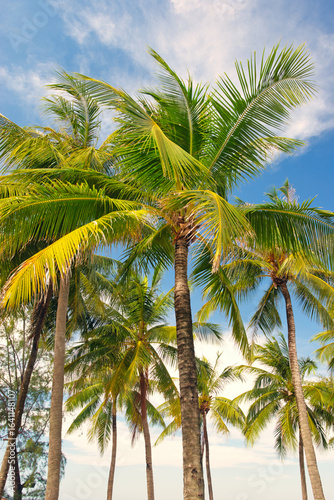 Tropical natural Mexican palm trees with coconuts and blue sky background at Tulum ruins archeological site in Tulum Mexico.